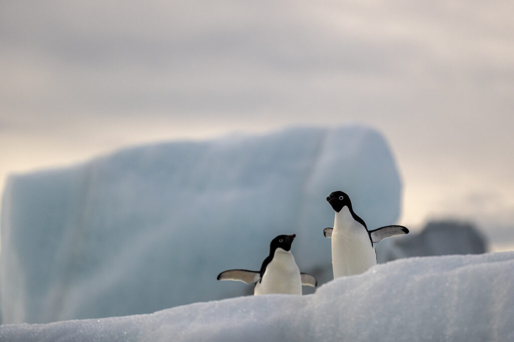 Penguins sitting on an ice cliff in Antarctica